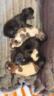miniature dachshund puppies - Photo 3