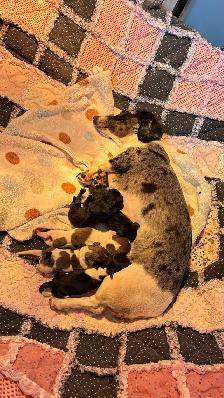 miniature dachshund puppies - Photo 4