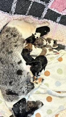 miniature dachshund puppies - Photo 5