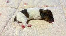 miniature dachshund puppies - Photo 6