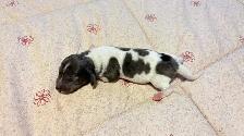 miniature dachshund puppies - Photo 7