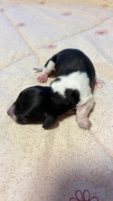 miniature dachshund puppies - Photo 8
