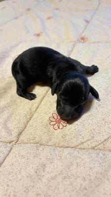 miniature dachshund puppies - Photo 9