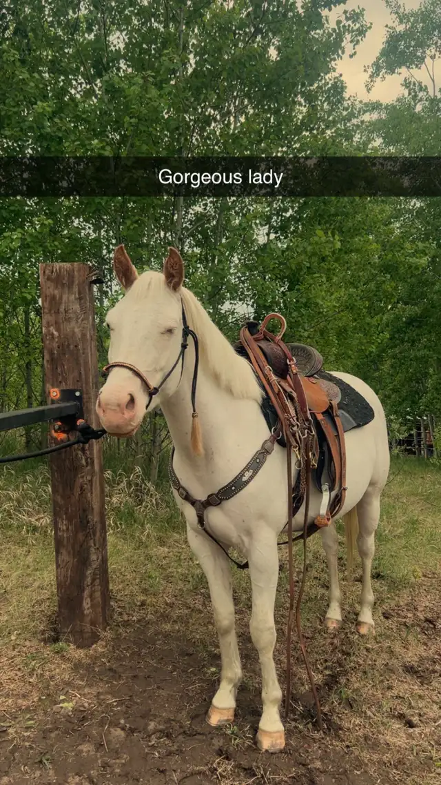 5yr mare (motivated to sell)