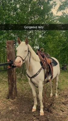 5yr mare (motivated to sell)