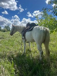 5yr mare (motivated to sell) - Photo 3