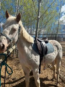 5yr mare (motivated to sell) - Photo 4