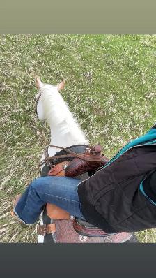 5yr mare (motivated to sell) - Photo 6
