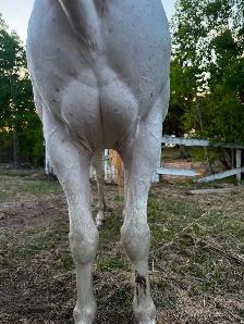 5yr mare (motivated to sell) - Photo 7