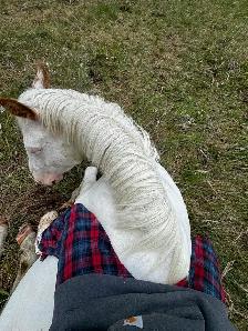 5yr mare (motivated to sell) - Photo 8