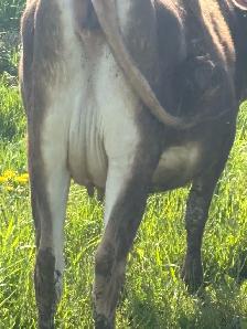 jersey heifer
