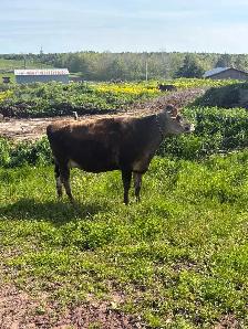 jersey heifer - Photo 2