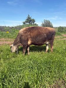 jersey heifer - Photo 3