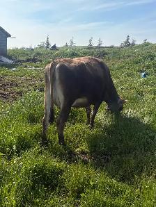 jersey heifer - Photo 4