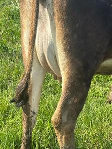 jersey heifer - Photo 5
