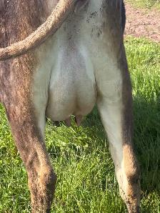 jersey heifer - Photo 6