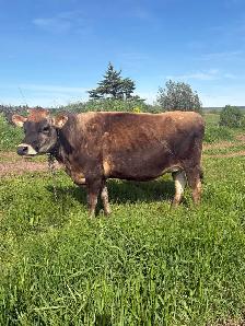 jersey heifer - Photo 7