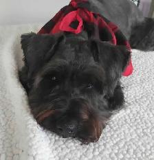 Sweetest miniature Schnauzer puppies
