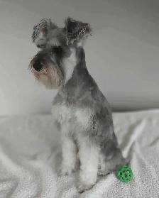 Sweetest miniature Schnauzer puppies - Photo 2