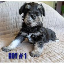 Sweetest miniature Schnauzer puppies - Photo 3