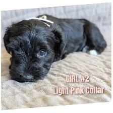 Sweetest miniature Schnauzer puppies - Photo 4