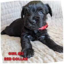 Sweetest miniature Schnauzer puppies - Photo 5