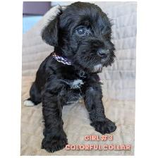 Sweetest miniature Schnauzer puppies - Photo 6