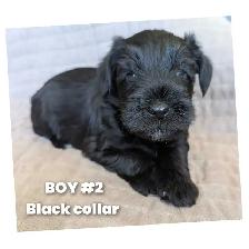 Sweetest miniature Schnauzer puppies - Photo 7