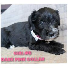 Sweetest miniature Schnauzer puppies - Photo 8