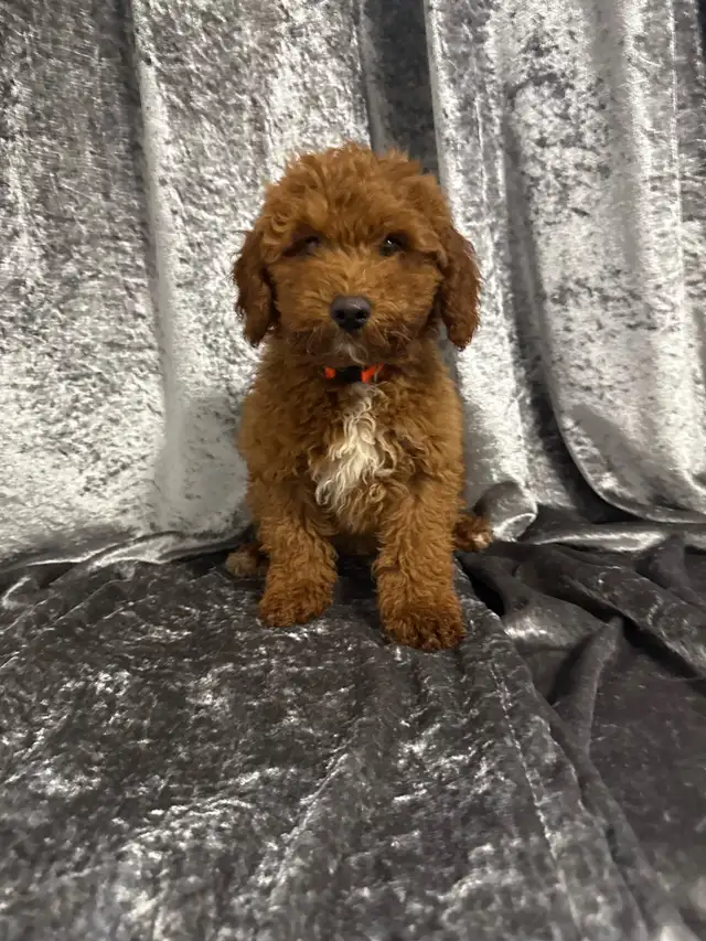 Golden Doodle miniature