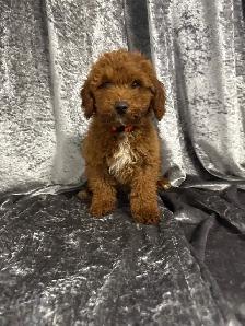 Golden Doodle miniature