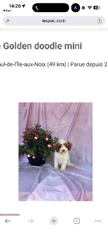 Golden Doodle miniature - Photo 2