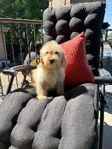 Golden Doodle miniature - Photo 3