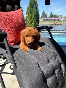 Golden Doodle miniature - Photo 4
