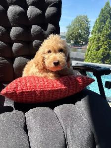 Golden Doodle miniature - Photo 5