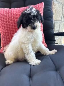 Golden Doodle miniature - Photo 6