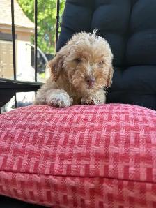 Golden Doodle miniature - Photo 7