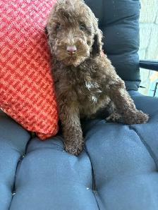 Golden Doodle miniature - Photo 8