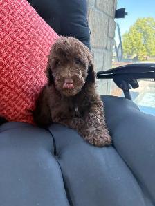Golden Doodle miniature - Photo 9
