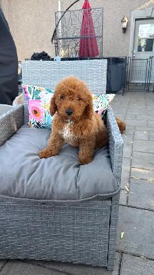 Golden Doodle miniature - Photo 10