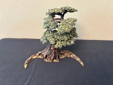 Warhammer Age of Sigmar Awakened Wyldwood set - Photo 3