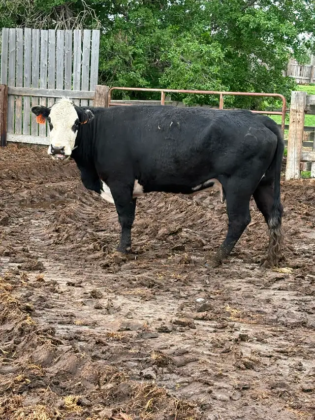 Cull cows