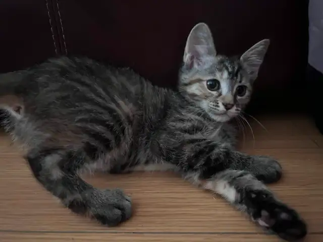 Playful kitten ready for a new home