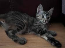 Playful kitten ready for a new home