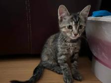 Playful kitten ready for a new home - Photo 2