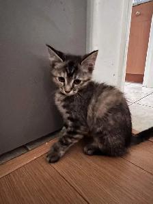 Playful kitten ready for a new home - Photo 3