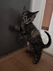 Playful kitten ready for a new home - Photo 4