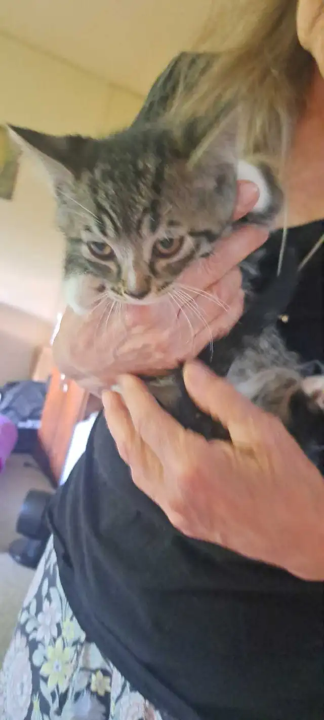 Two Kittens For Sale looking for a new home