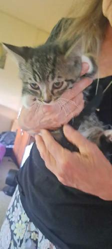 Two Kittens For Sale looking for a new home