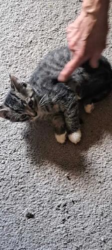 Two Kittens For Sale looking for a new home - Photo 2